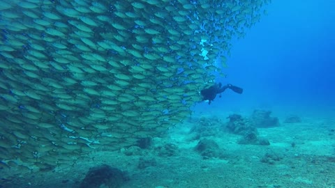 Underwater video loop of a school of fish