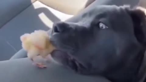 Dog funny video