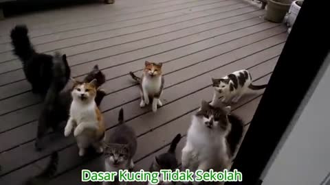 funny cat video that makes the audience excited😂