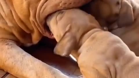 Mama Pitbull almost SWALLOWS THE LITTLE PUPPIES 😱