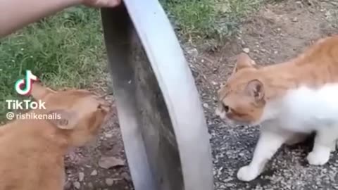 😂Heart_Touching_Funny_Animals🐕_Video_😂😂🤣_#1