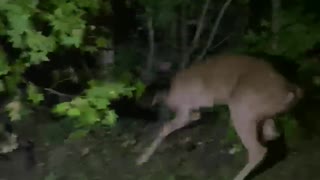 Startled Deer Jumps into Vehicle