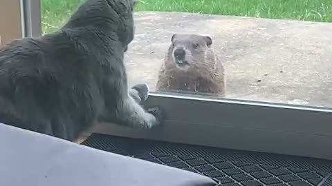 Cat Meets Groundhog at the Glass