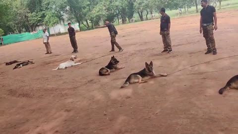 Dog training।। hand handling ।। practice।।