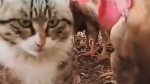 Funny And Cute Cats