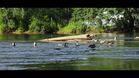 Raft of duck in the river