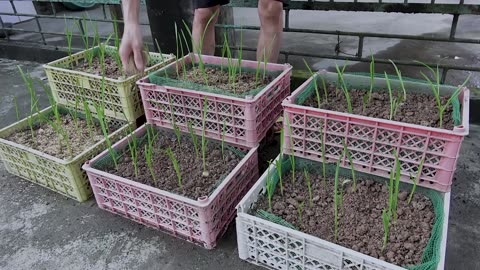 How to grow garlic in plastic bottles with water for many bulbs and large leaves