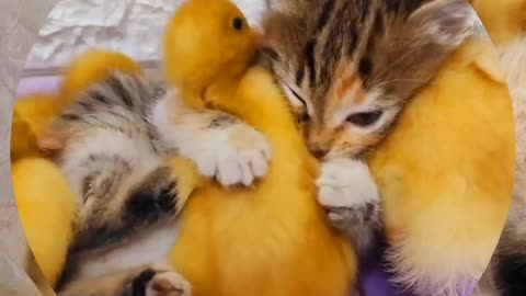 😻😹"Playful Cat and Duckling Adventures"🦆🦆