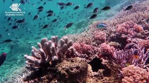 Great Barrier Reef should be on 'in danger' list: UN panel