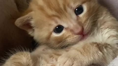 Cute Kitty