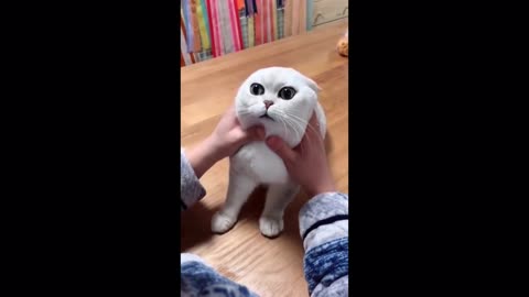 Satisfying Funny Cat Video 🐈