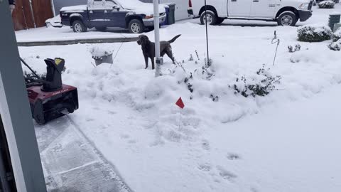 Labrador Loves the Snow Blower