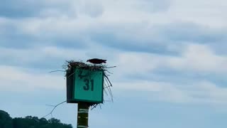 The amazing Ospreys guarding their nest