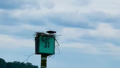 The amazing Ospreys guarding their nest