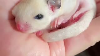 sugar glider pet cute ک boy Beautiful - Soft boy