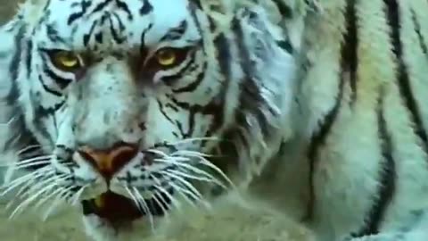 dangerous tigers 💥💥💥 #shorts #tigers #lion #tigershorts