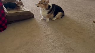 Corgi Puppy Picks on Big Brother