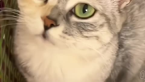 Funny Cats