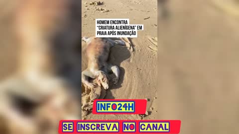 Man finds ''ALIEN CREATURE'' on beach after flooding #alien #aliens #curiosidades