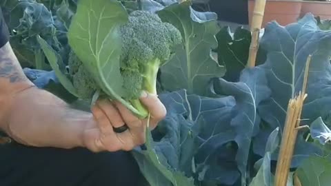 Harvest Broccoli Part 1