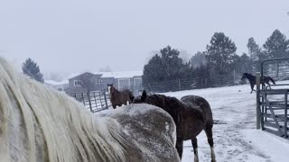 My Four “Shades of Brown” Horses