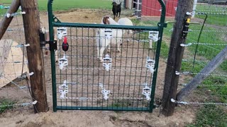 Making FARM GATE Livestock Damage Proof