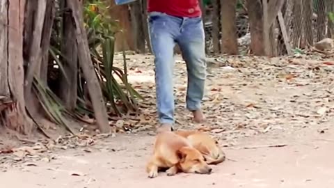 Funny Video @ dog bully with fake lion..