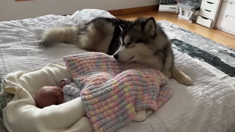 Adorable Giant Husky Protects Newborn Baby! Love At First Sight! (Cutest Ever!!)