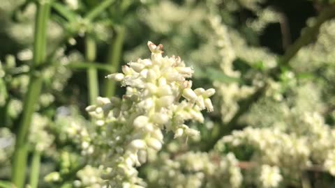 White Mugwort (Artemisia lactiflora)