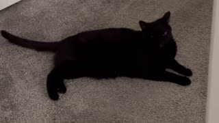 Adopting a Cat from a Shelter Vlog - Cute Precious Piper Has Great Tail Skills