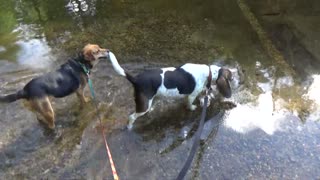 Happy Dogs