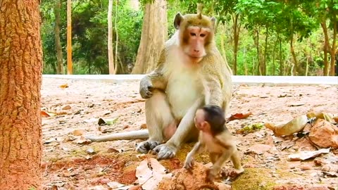 Monkey mom is trying to help her baby and fights with kidnapper.