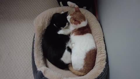 Cats Share Bed 4K