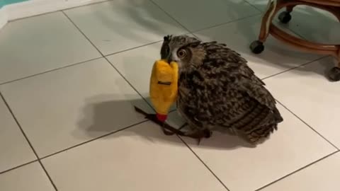 Bagoly the Owl on the Hunt!