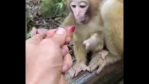 Cute baby animals Videos Compilation Cutest moment of the animals