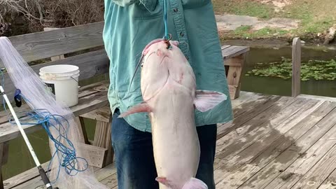 Catch of the day. Man catches 25lbs catfish!!