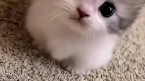 Funny and Cute Cats Videos #323