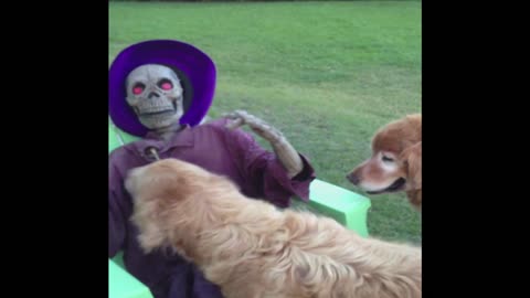 Halloween Decoration Won't Play Fetch With Golden Retriever