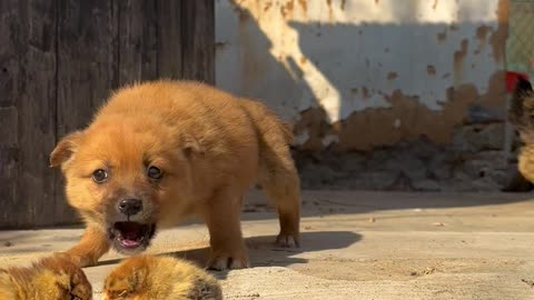 cute baby dog 🐕 playing with 🐣 cute baby animals 🤗 #shortvideo #cuteanimals #animation #cuteclips