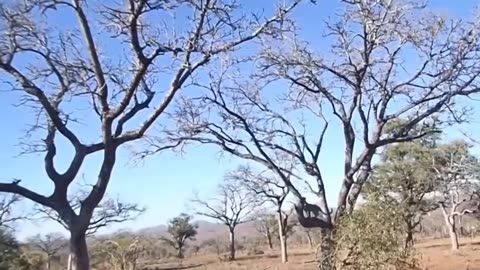 Surprise From Wild Nature - Eagle Attack Cheetah