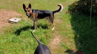 Major and Layla playing ball