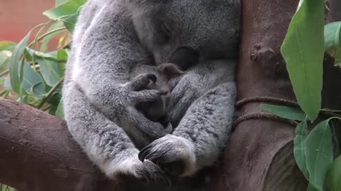 Baby koala Oobi-Ooobi uit buidel Guwara