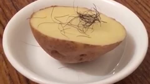 Japanese Raw Danshaku Potatoes Recipe Hairy 06042023 🆂🆄🅱🆂🅲🆁🅸🅱🅴 ⚠️Viewer discretion is advised⚠️
