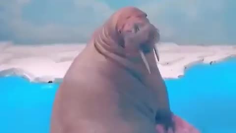 Just another day in the life of a Sea Lion