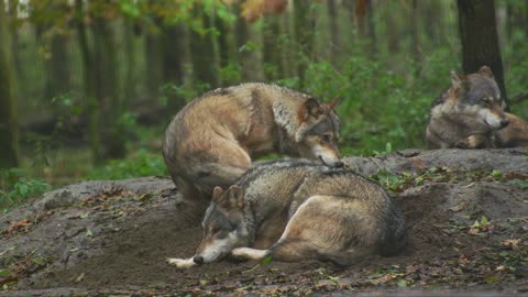 Wolves in forest
