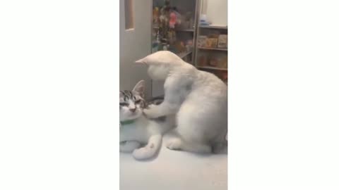 Funny Cat moment