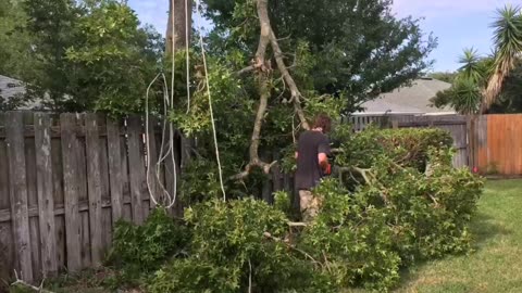Blasian Babies DaDa Has His Tree Guy Remove An Overhanging Branch Before Hurricane Season!