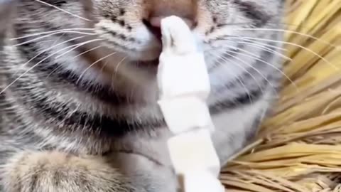 Bite of a smart cat.