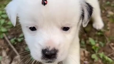 cute puppy - follow me