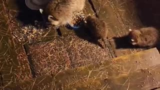 Baby raccoons scrappy with each other. #shorts